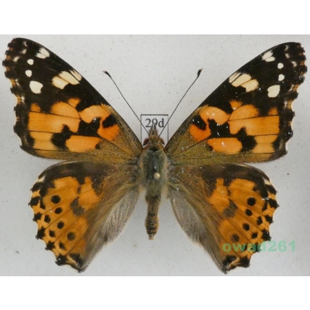 Vanessa cardui (Linnaeus, 1758) ex. ovo, Rusałka osetnik Czech29d